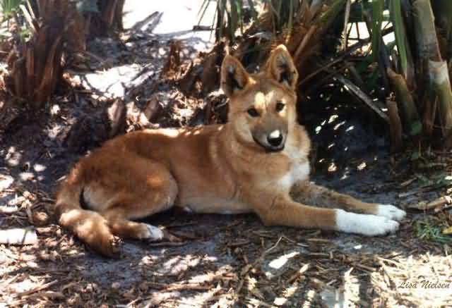 dingo