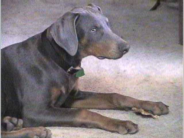 doberman