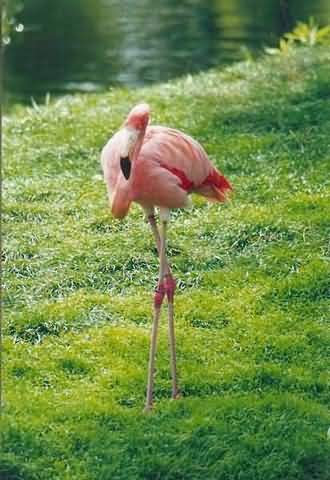 flamingo2