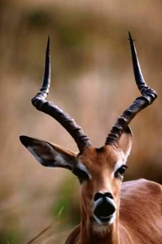 impala