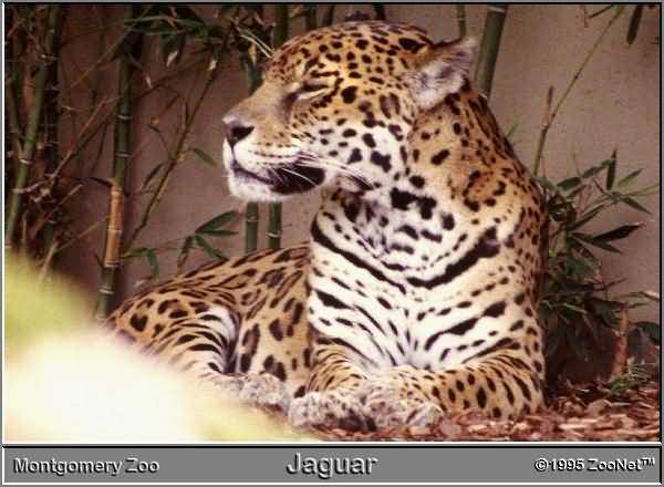 jaguar