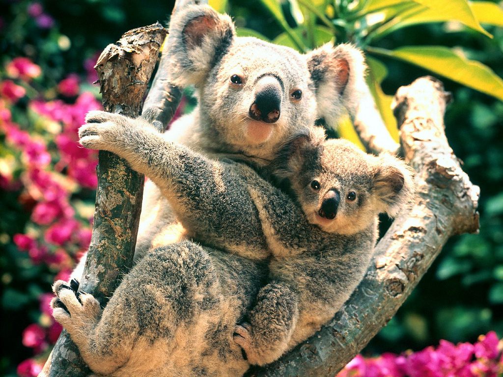 koala