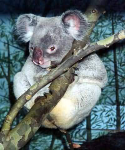 koala1