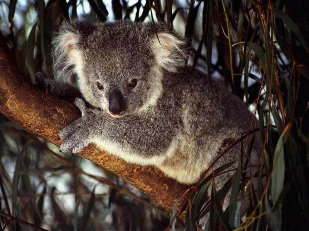 koala2