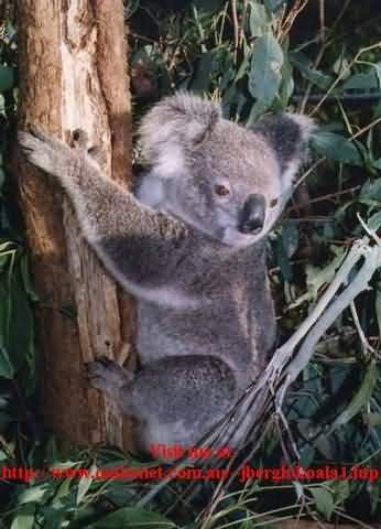 koala3