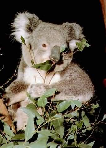 koala4