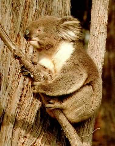 koala5