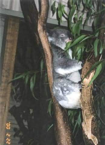 koala6