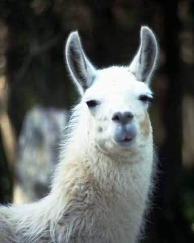 lama1