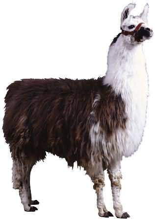 lama2