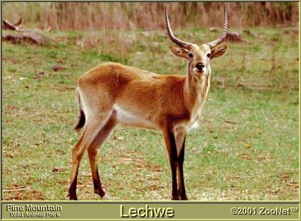 lechwep1