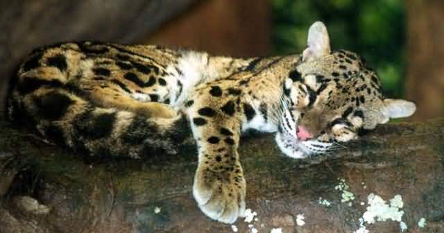 leopar1