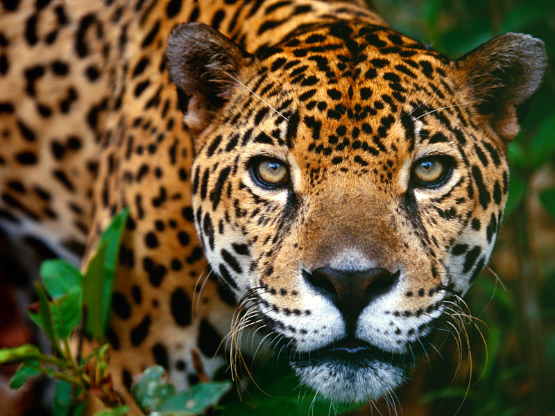 leopar2