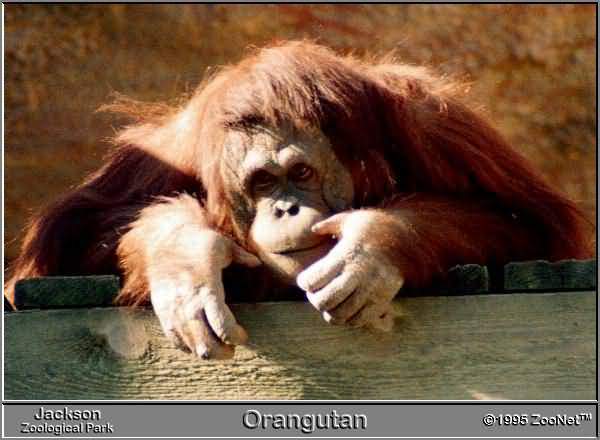 orangutan