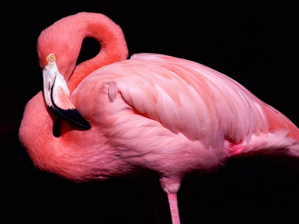 pembeflamingo