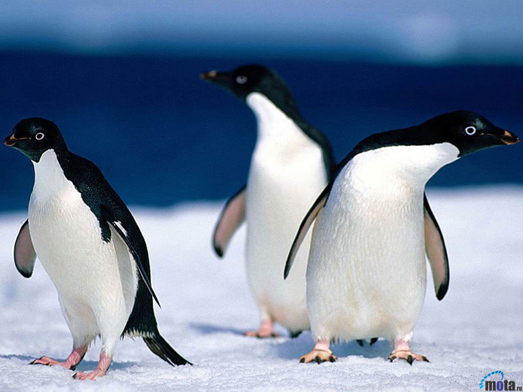 penguenler5