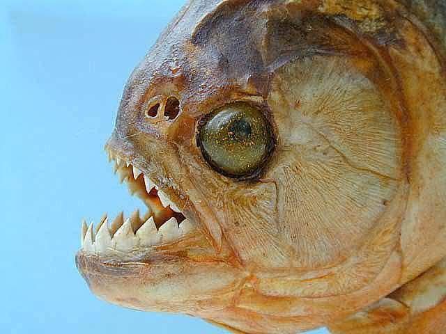 piranha