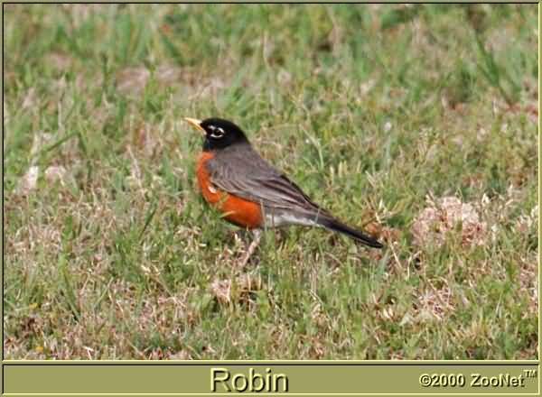 robin